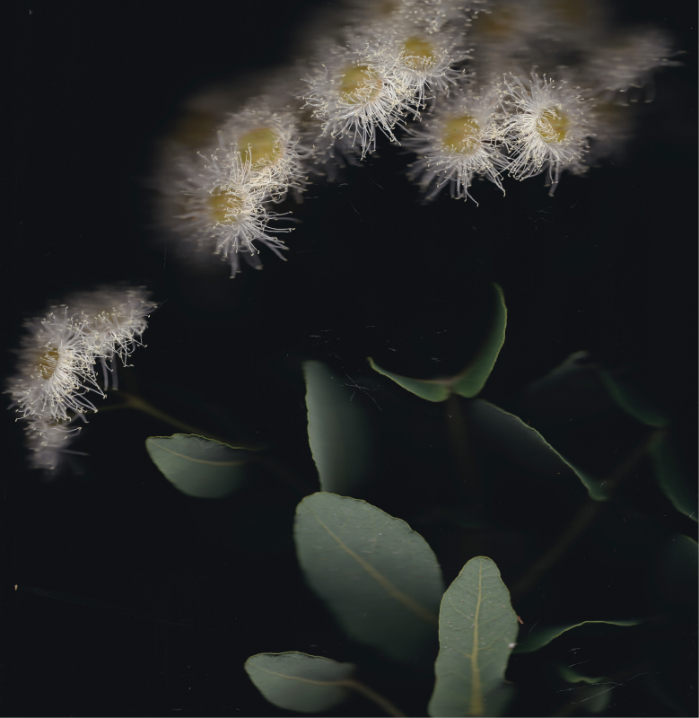 A digital scan of a native flower on a dark black background