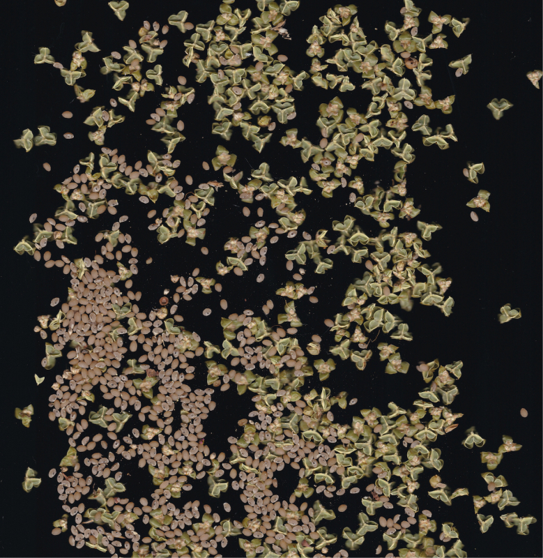 Native seeds scattered on a flat bed scanner on a dark black background