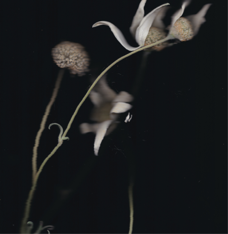 A native flower scanned on a flatbed scanner and shown on a dark black background
