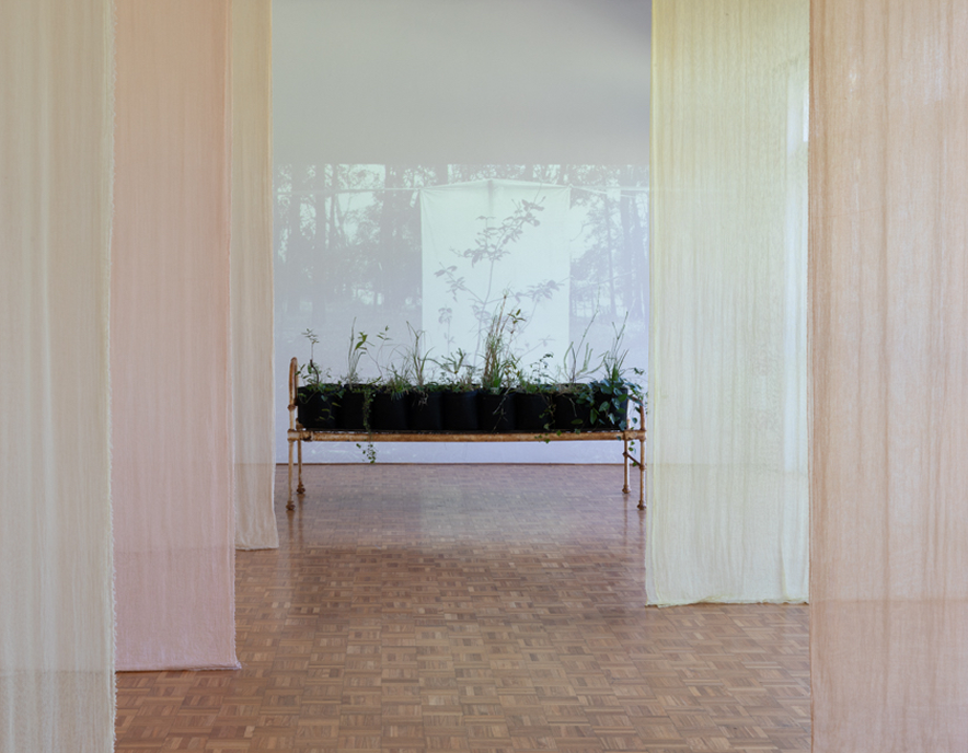 A bed growing plants sits at the end of a gallery space with lightweight, plant dyed fabric hanging around it