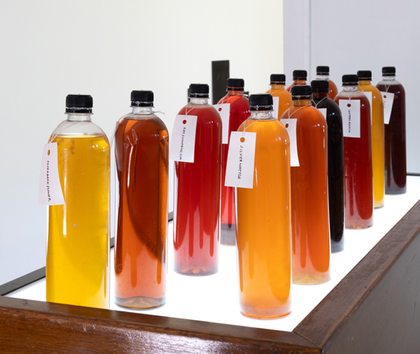 A range of jars atop a plinth that have a range of plant materials that have been distilled. They are various colours of yellow and deep brown